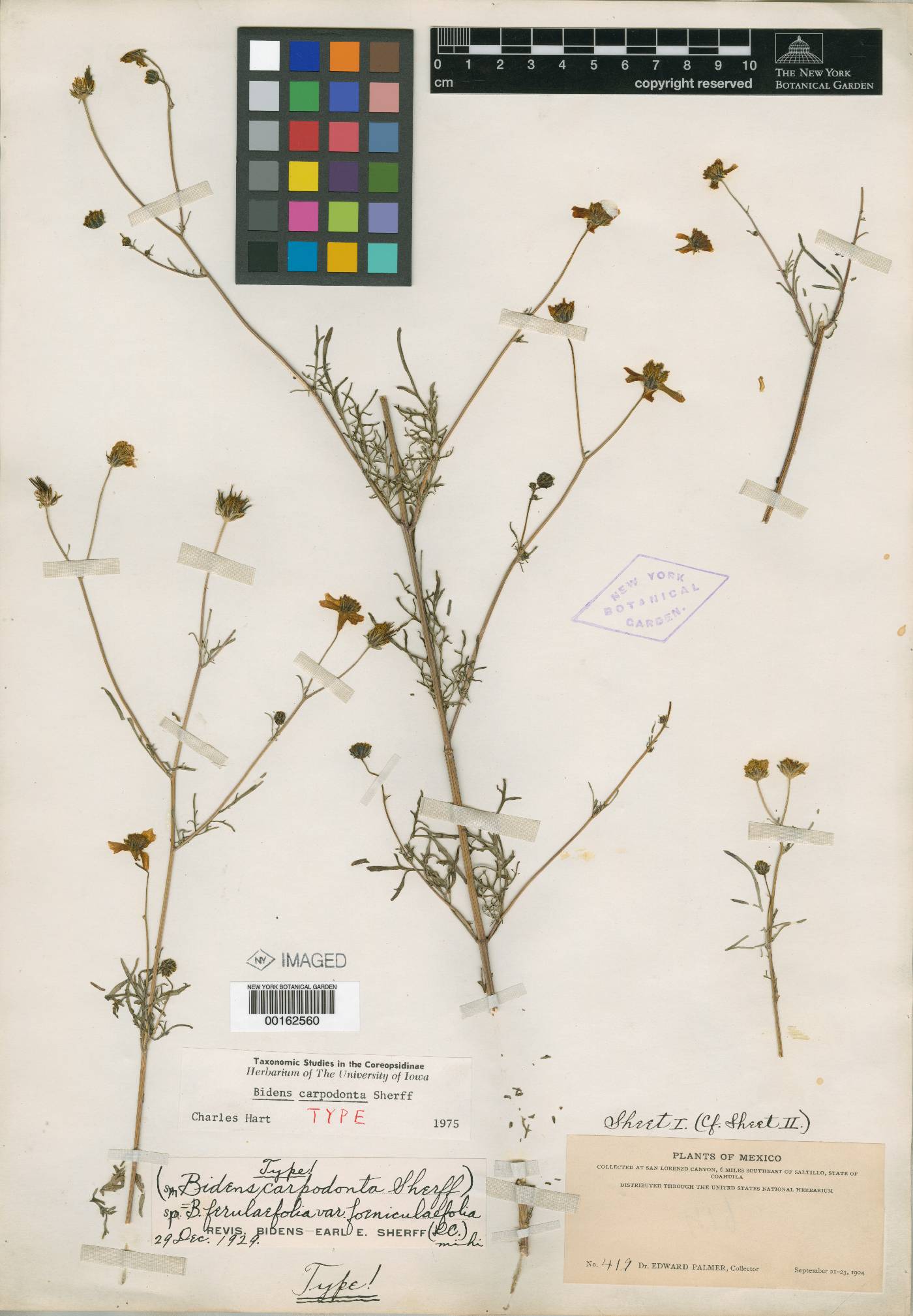 Bidens longistyla image