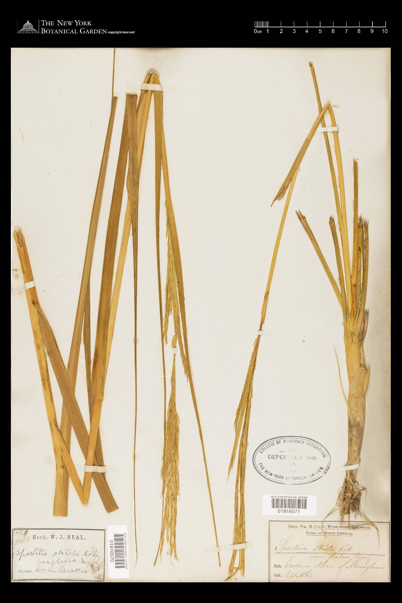 Spartina maritima image