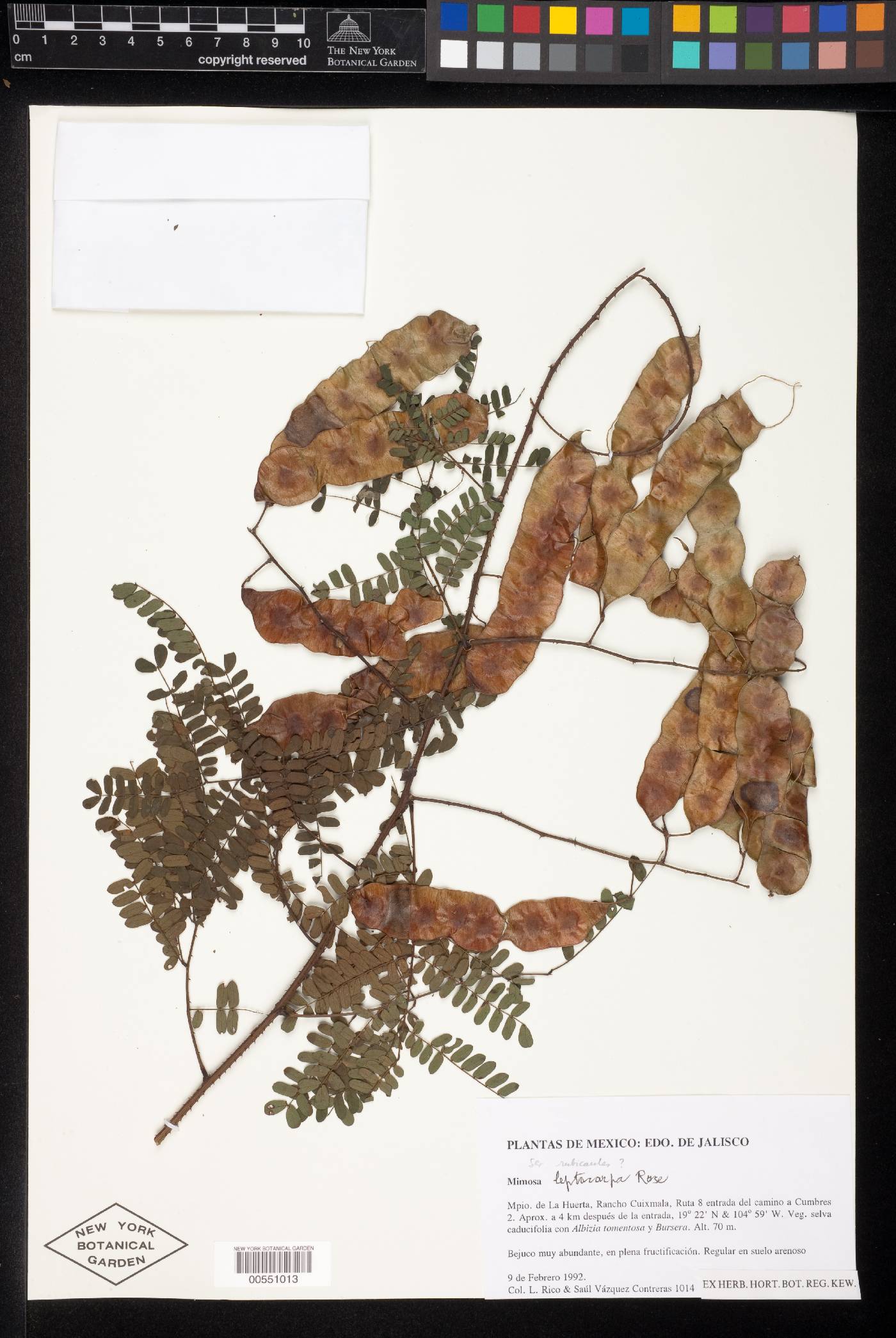 Mimosa leptocarpa image