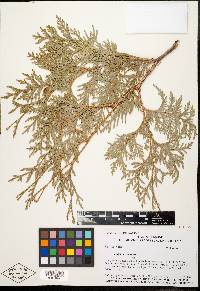 Thuja occidentalis image