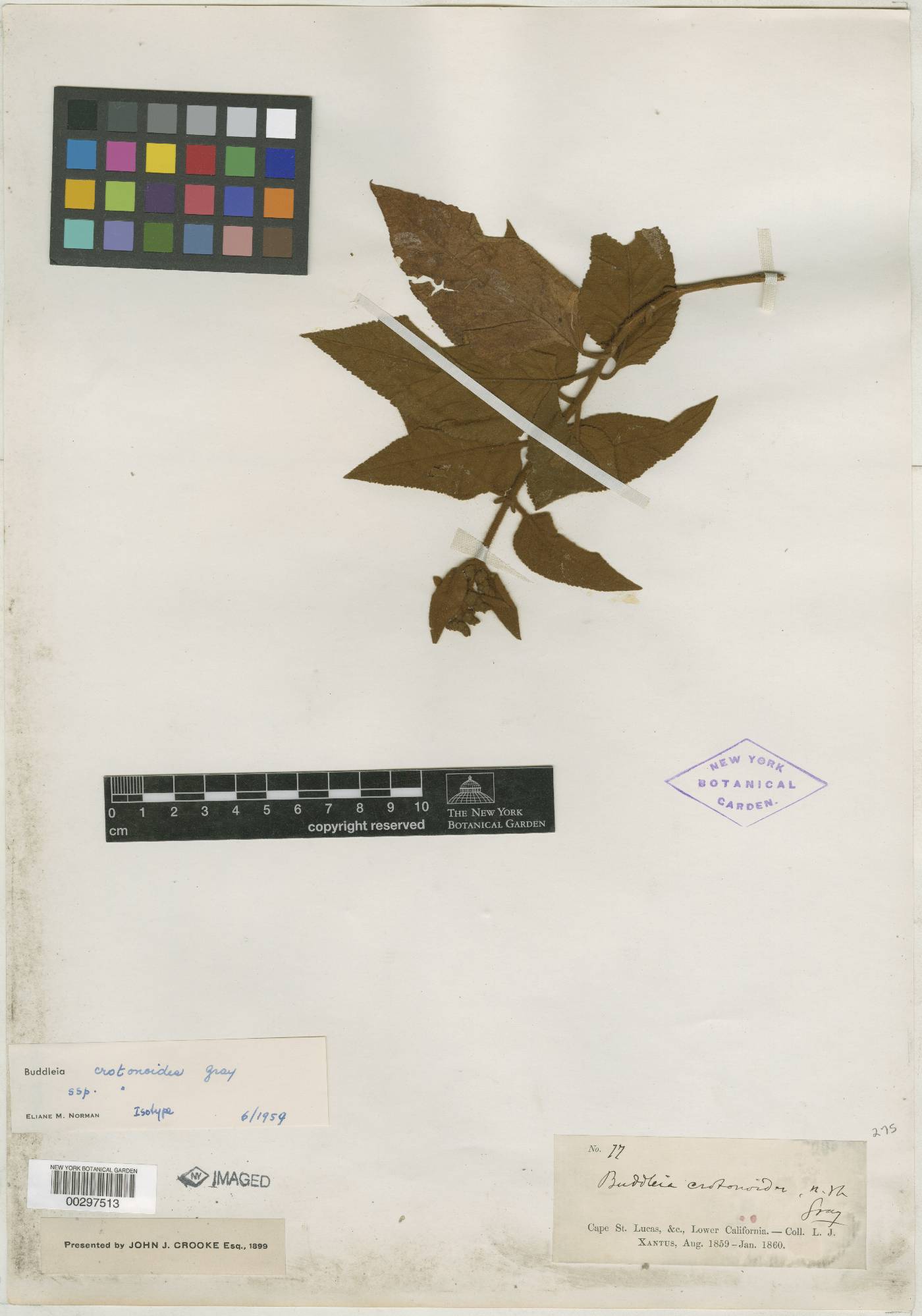 Buddleja crotonoides image