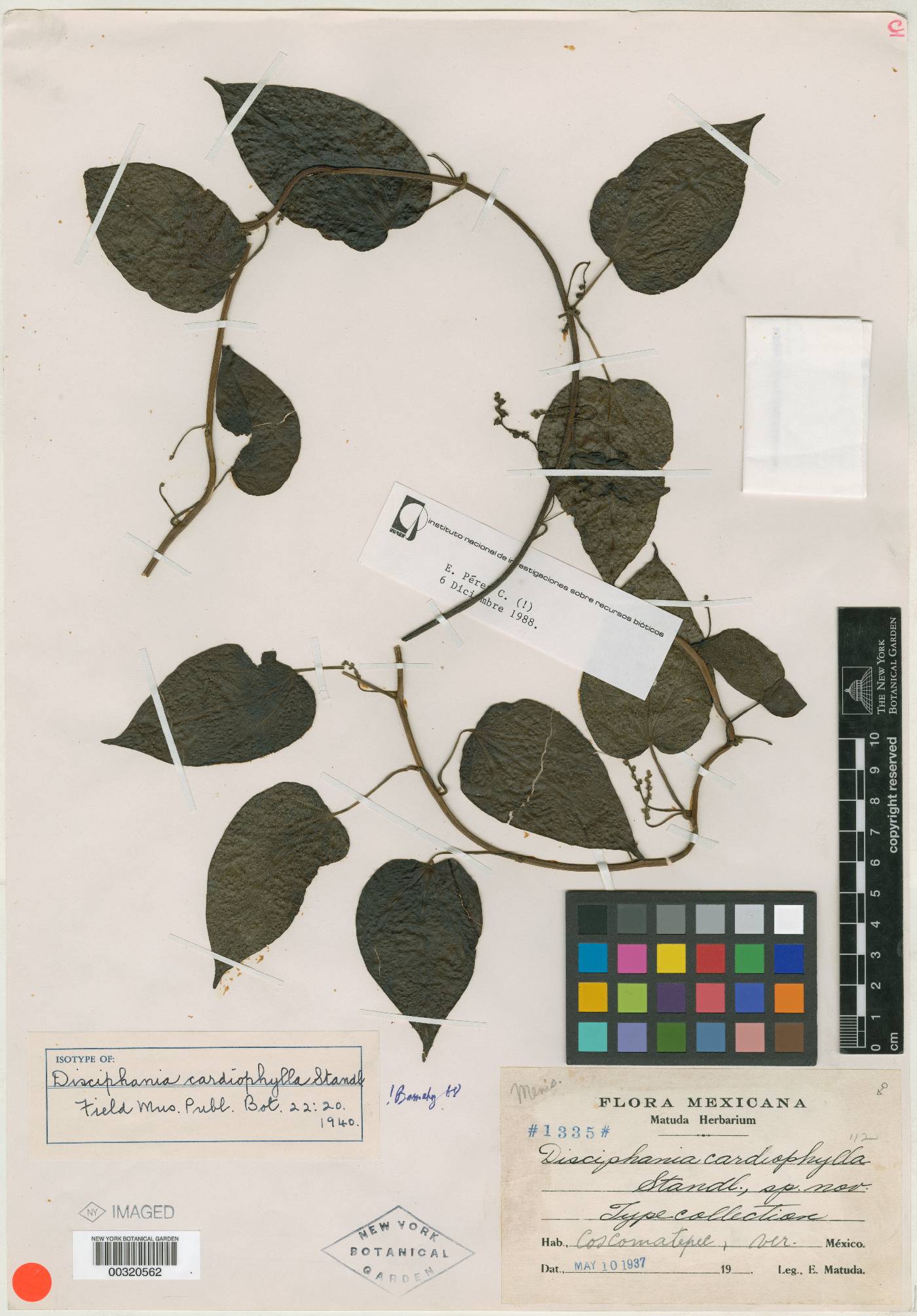 Disciphania cardiophylla image