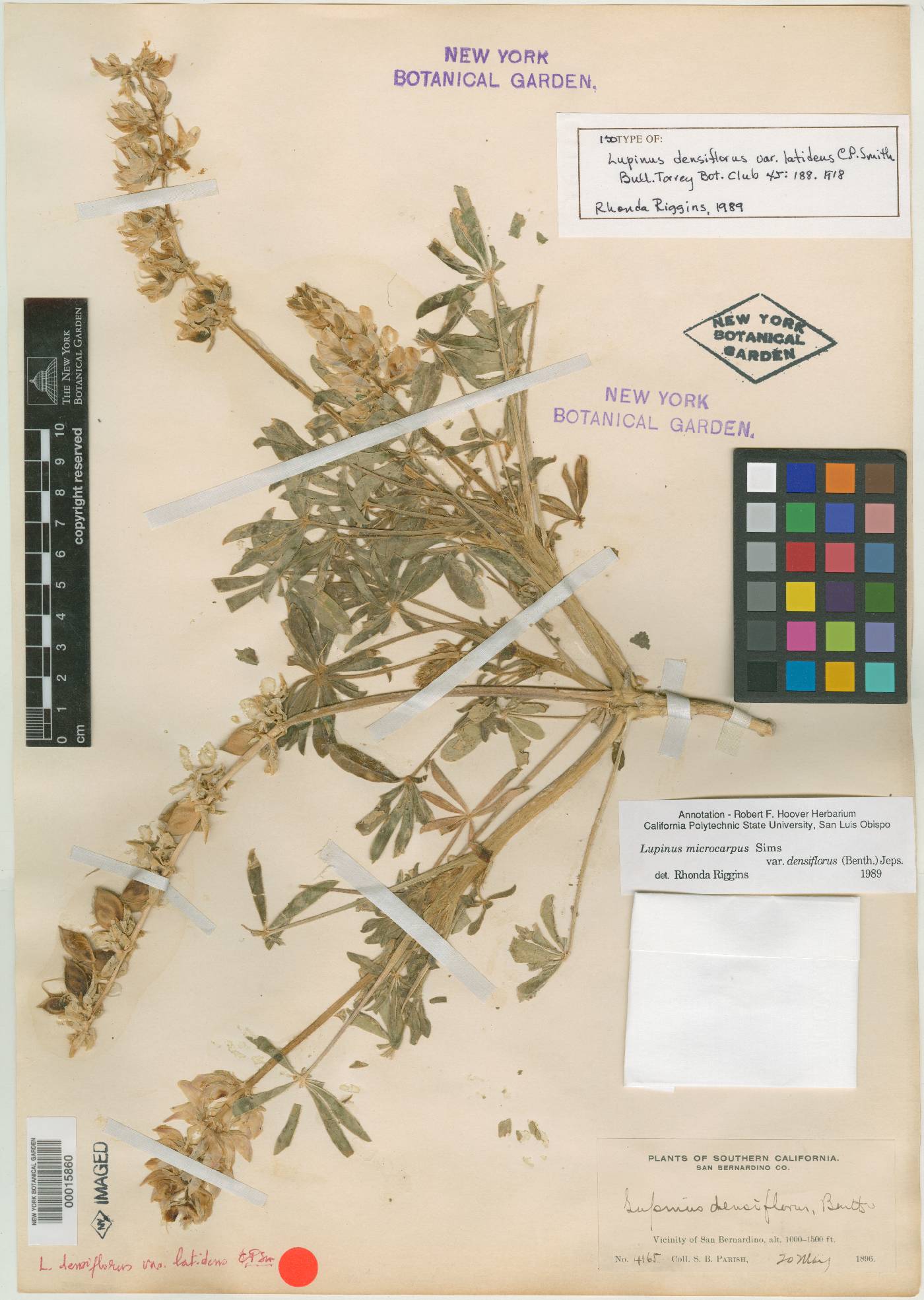 Lupinus densiflorus var. latidens image
