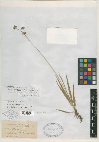 Juncus longistylis image