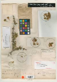Guaiacum palmeri image