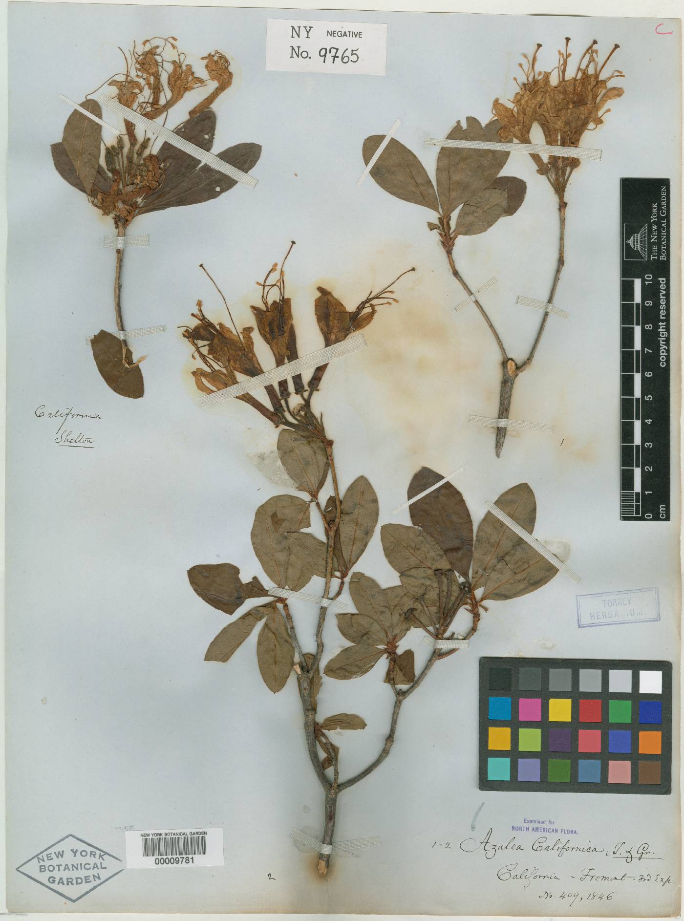 Azalea californica image