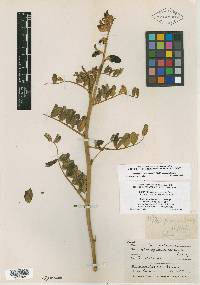 Astragalus procerus image