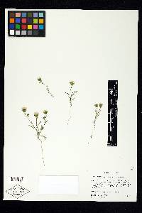 Chaenactis stevioides var. stevioides image