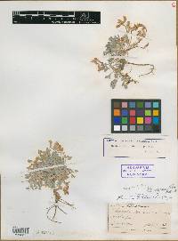 Image of Astragalus brevicaulis