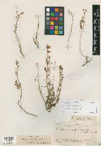 Penstemon xylus image