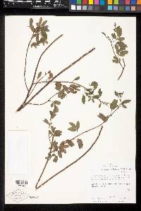 Chamaecrista viscosa var. viscosa image