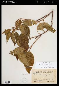 Miconia globulifera image