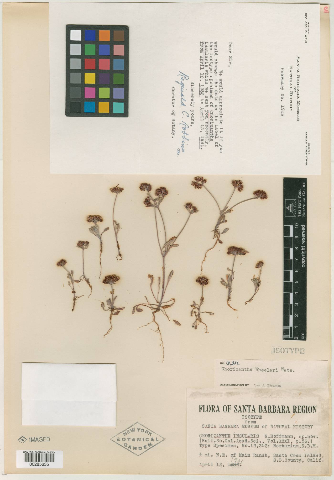 Chorizanthe insularis image