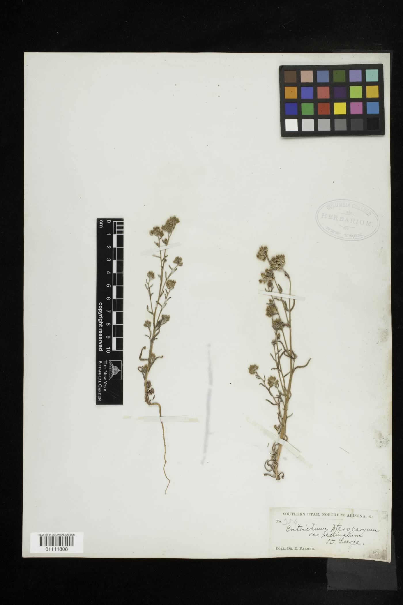 Cryptantha cycloptera image