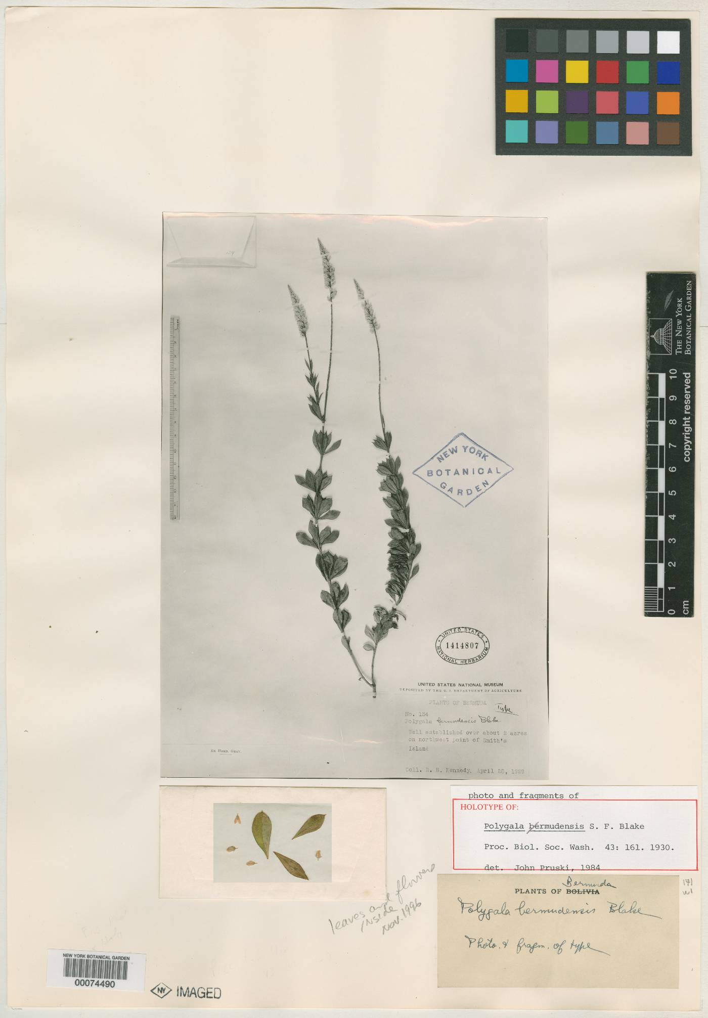 Polygala bermudensis image