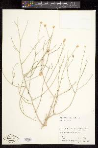 Bebbia juncea image