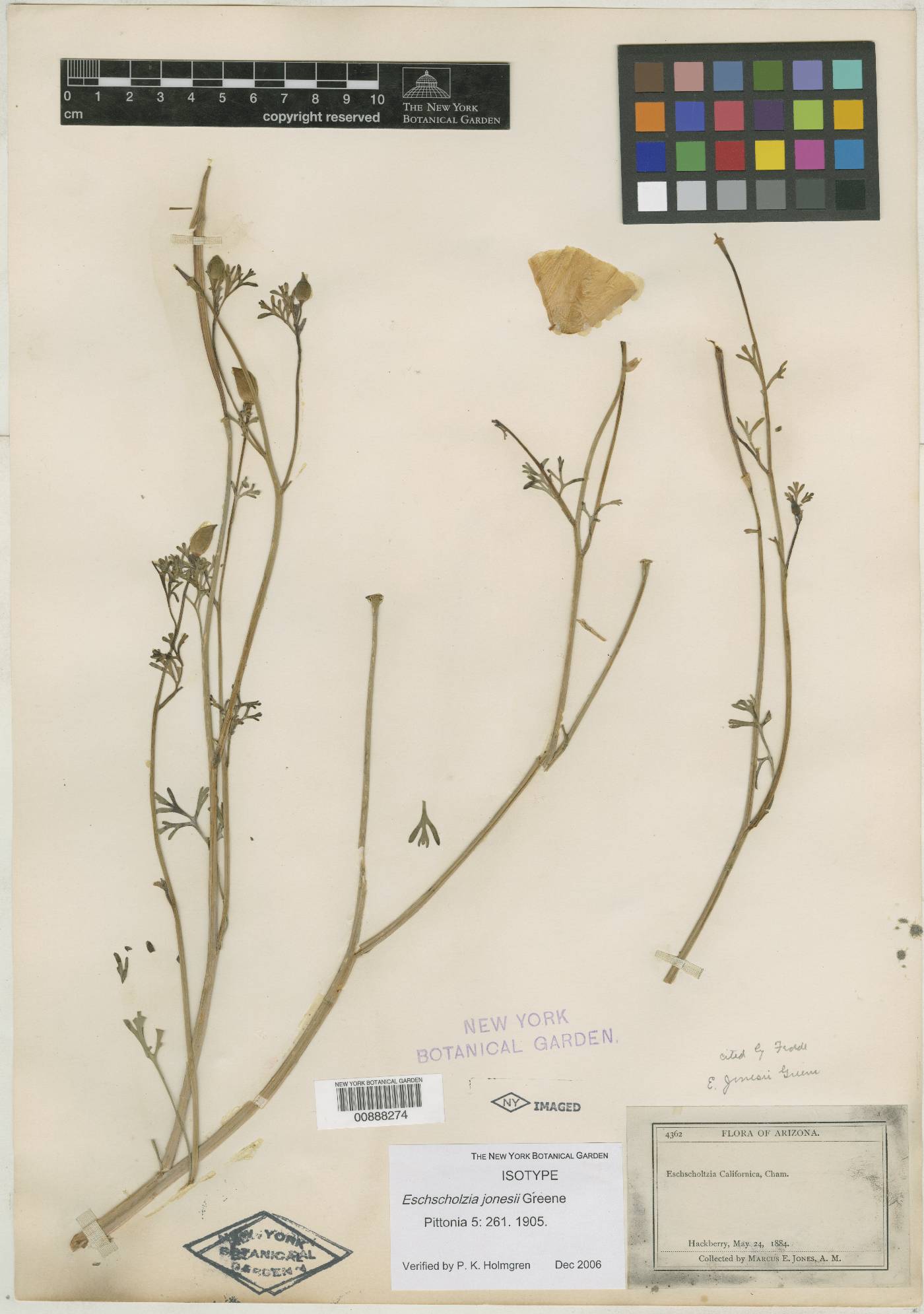 Eschscholzia jonesii image