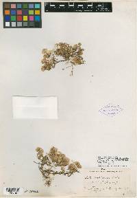 Aster woodhousei image