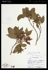 Miconia erythrantha image