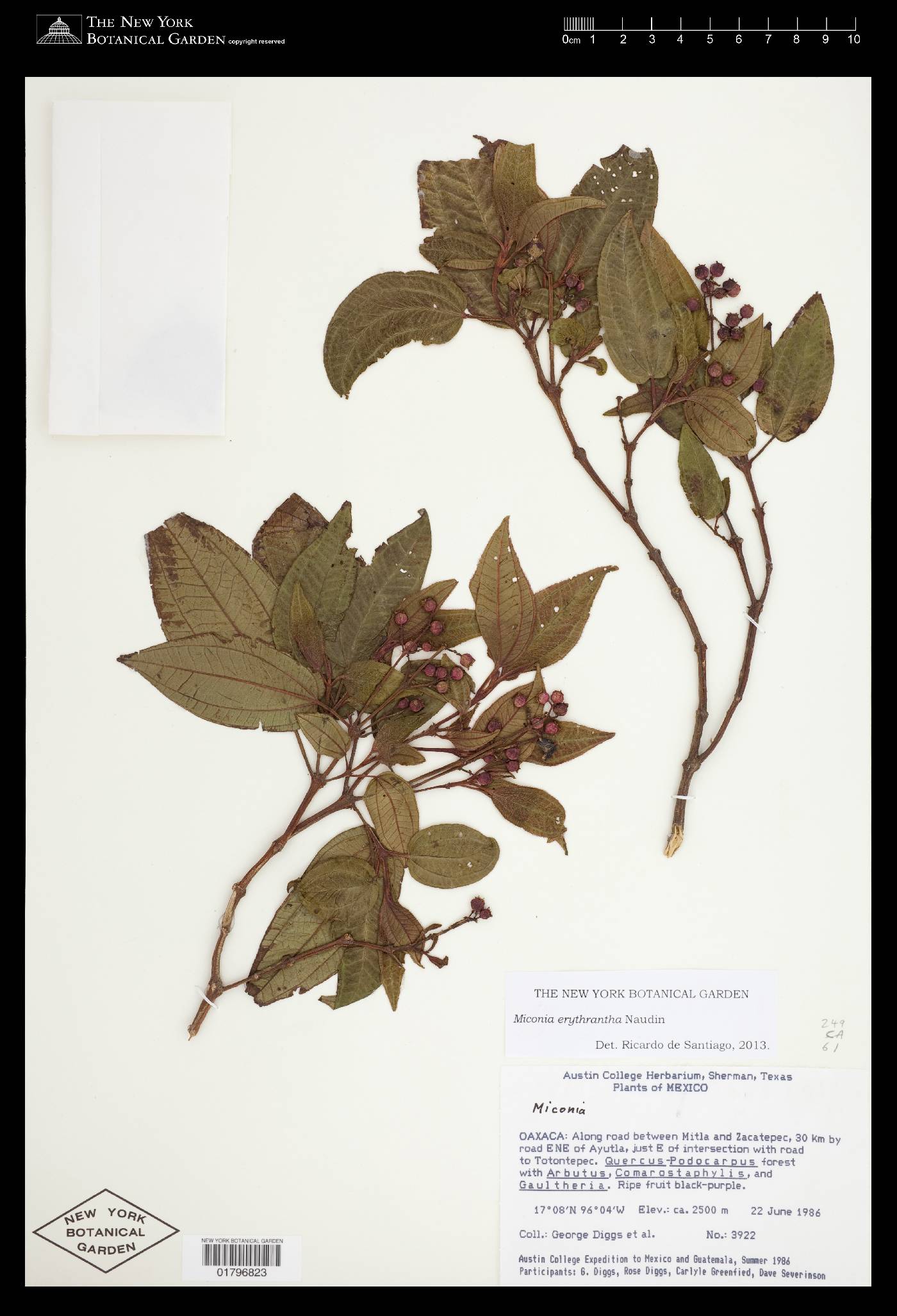 Miconia erythrantha image