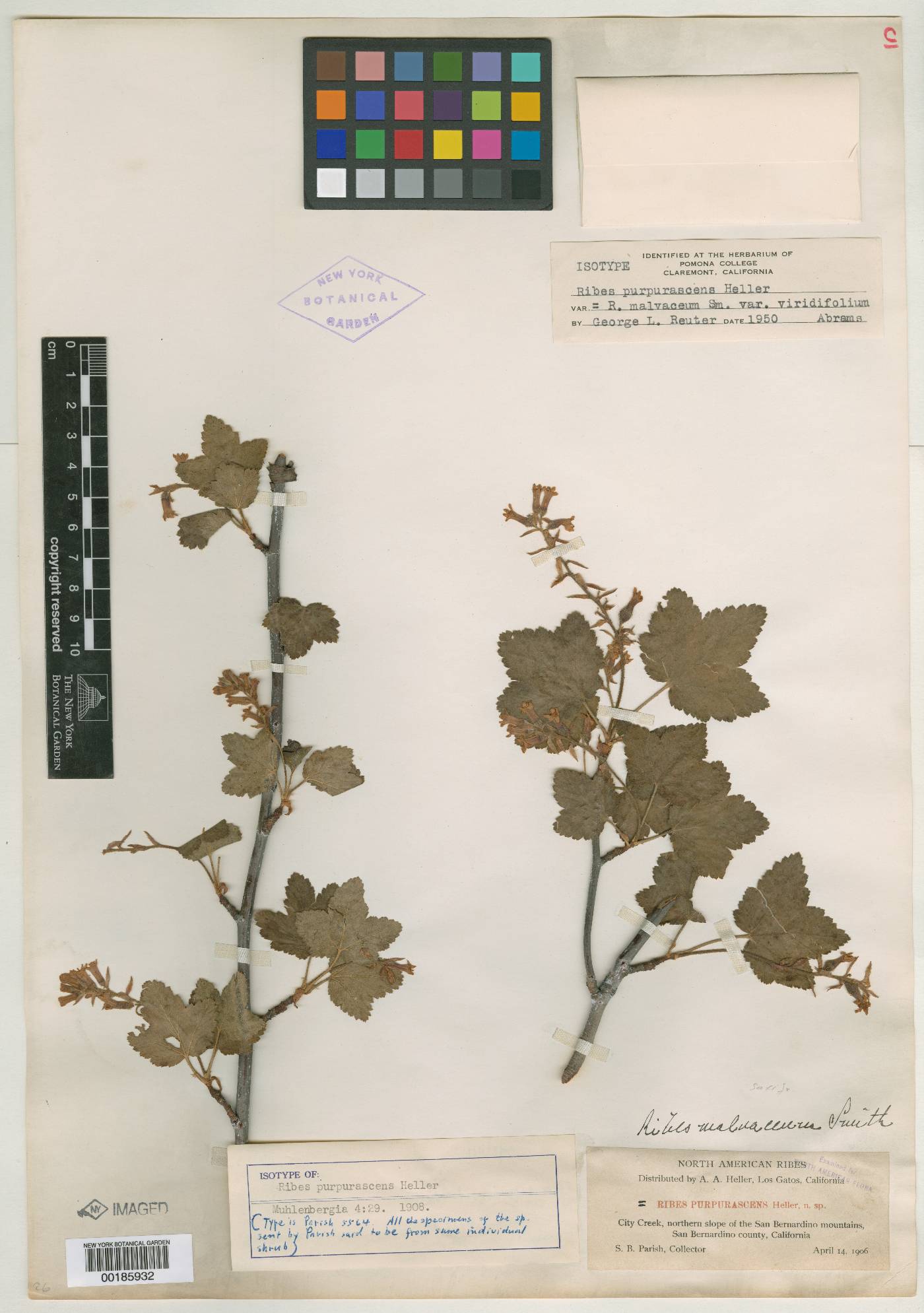 Ribes purpurascens image