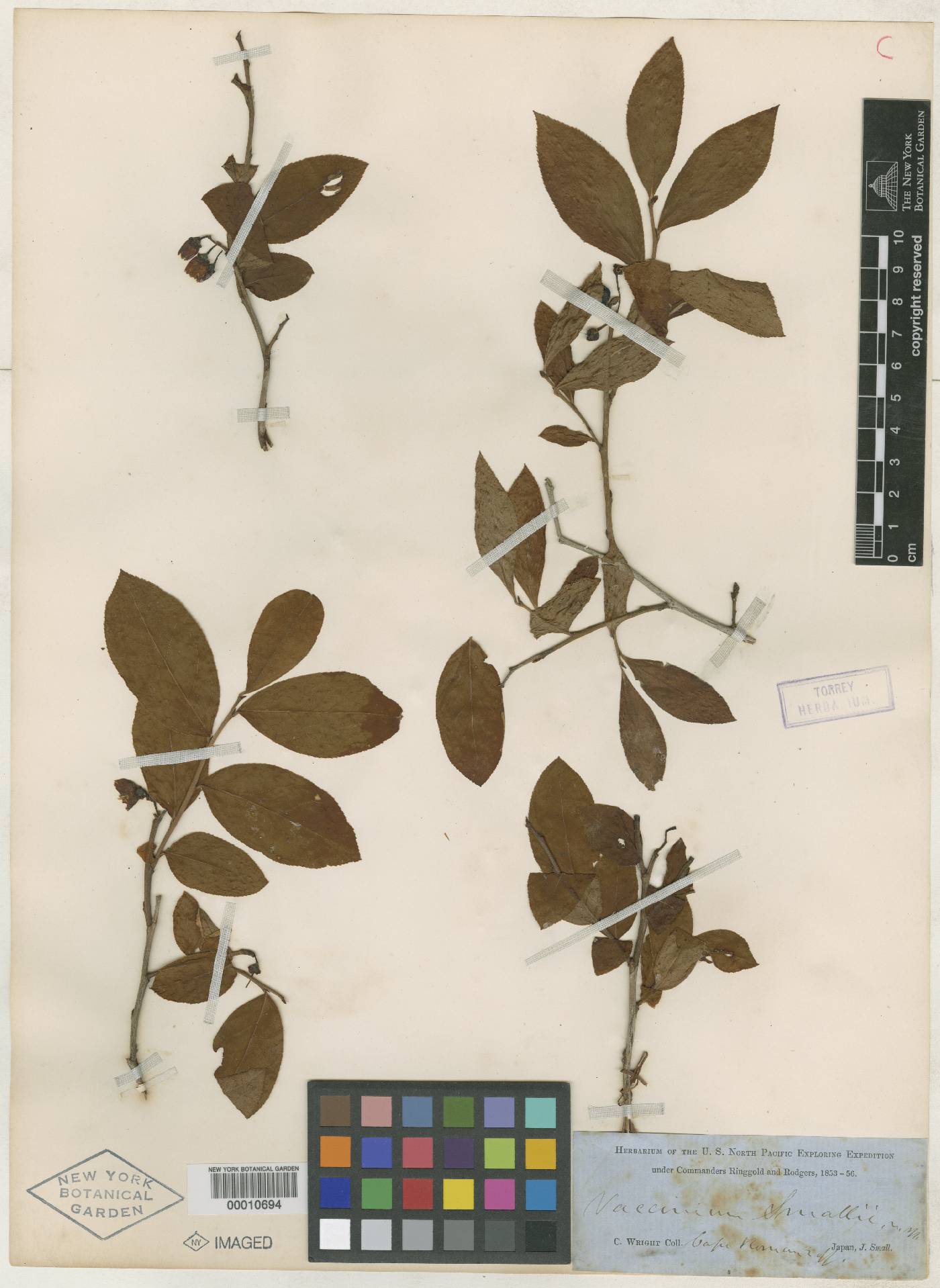 Vaccinium smallii image