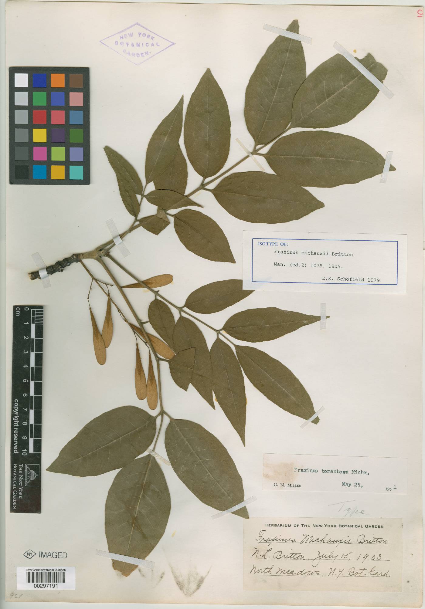 Fraxinus michauxii image