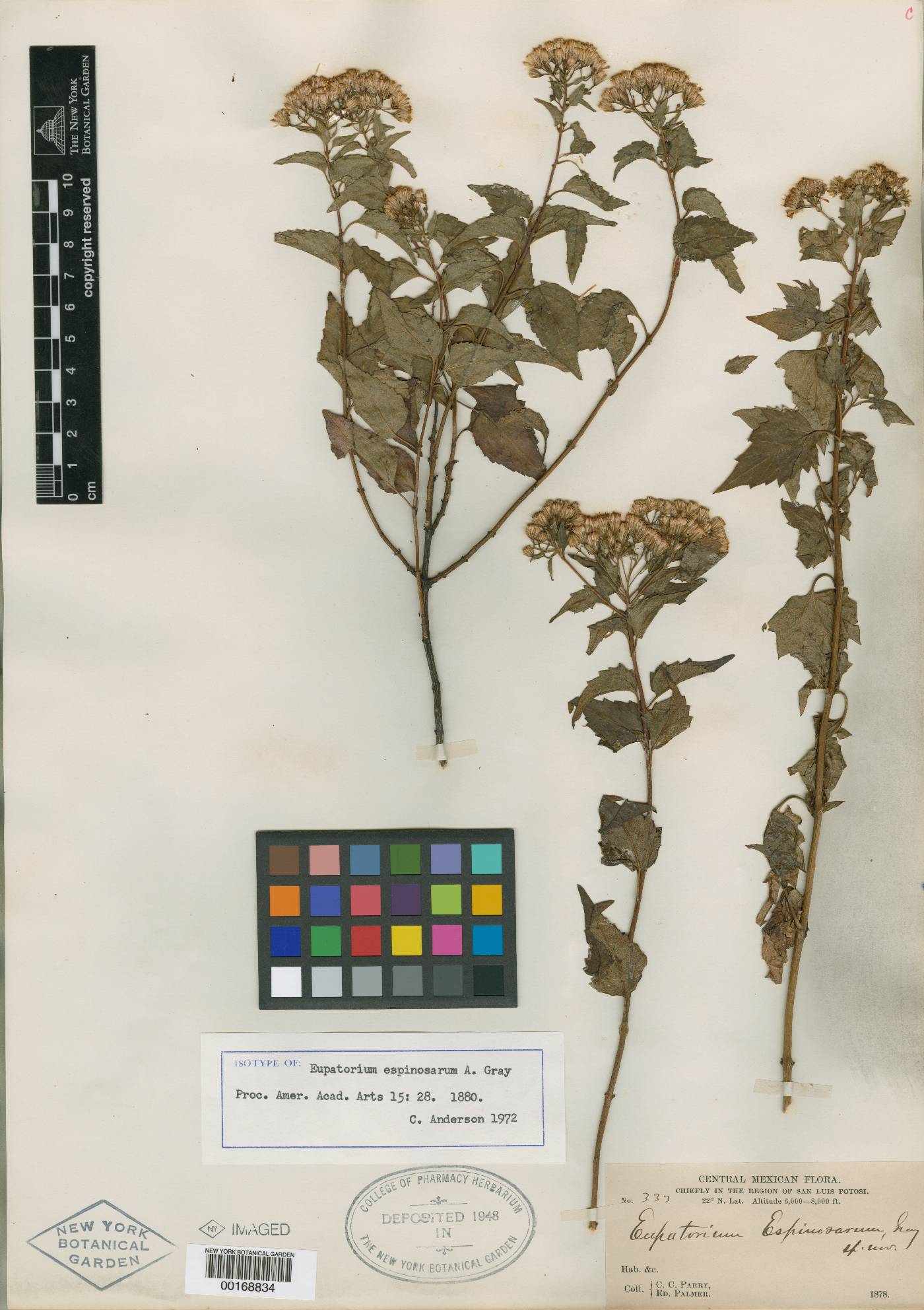 Ageratina espinosarum image