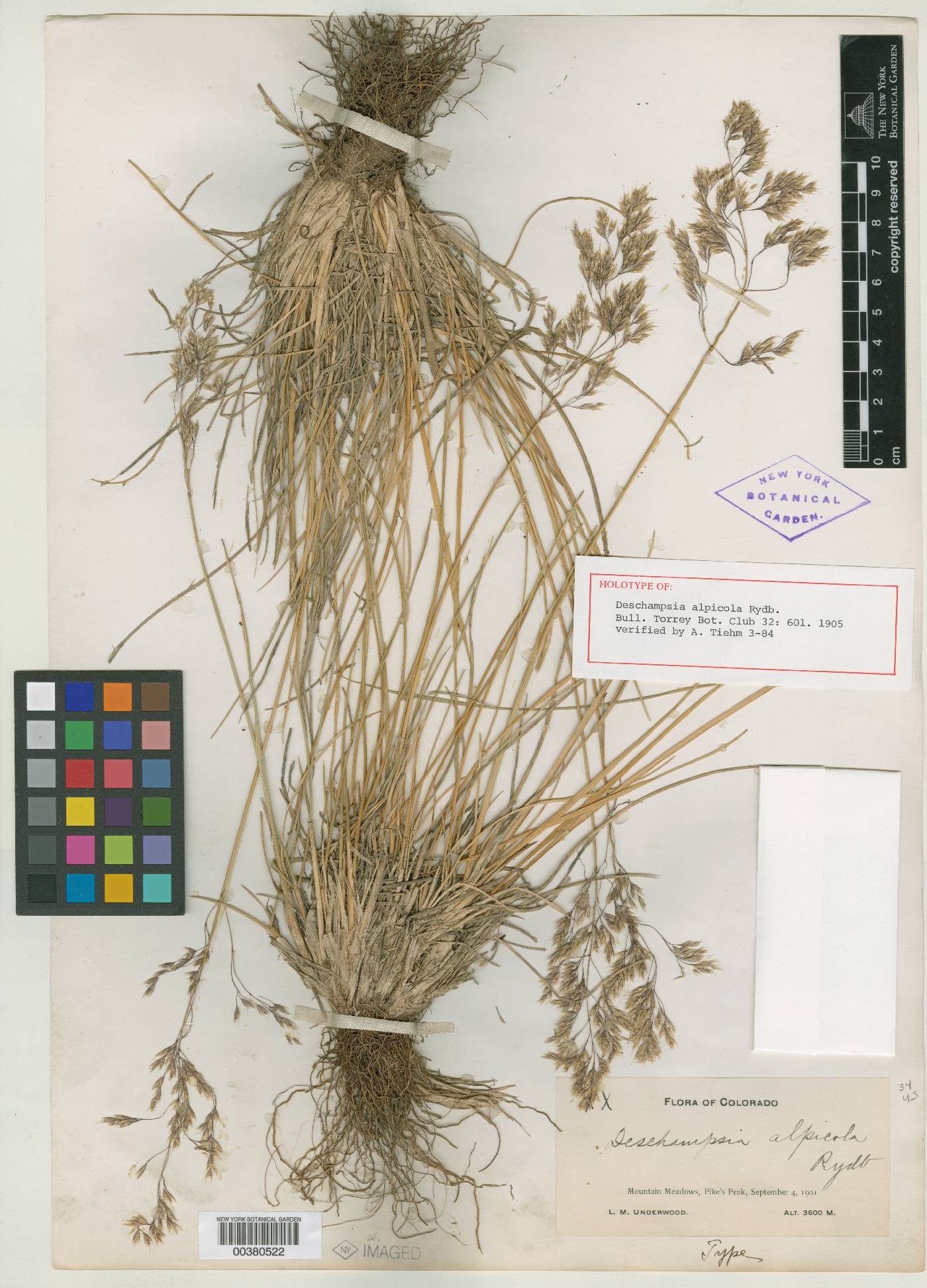 Deschampsia alpicola image