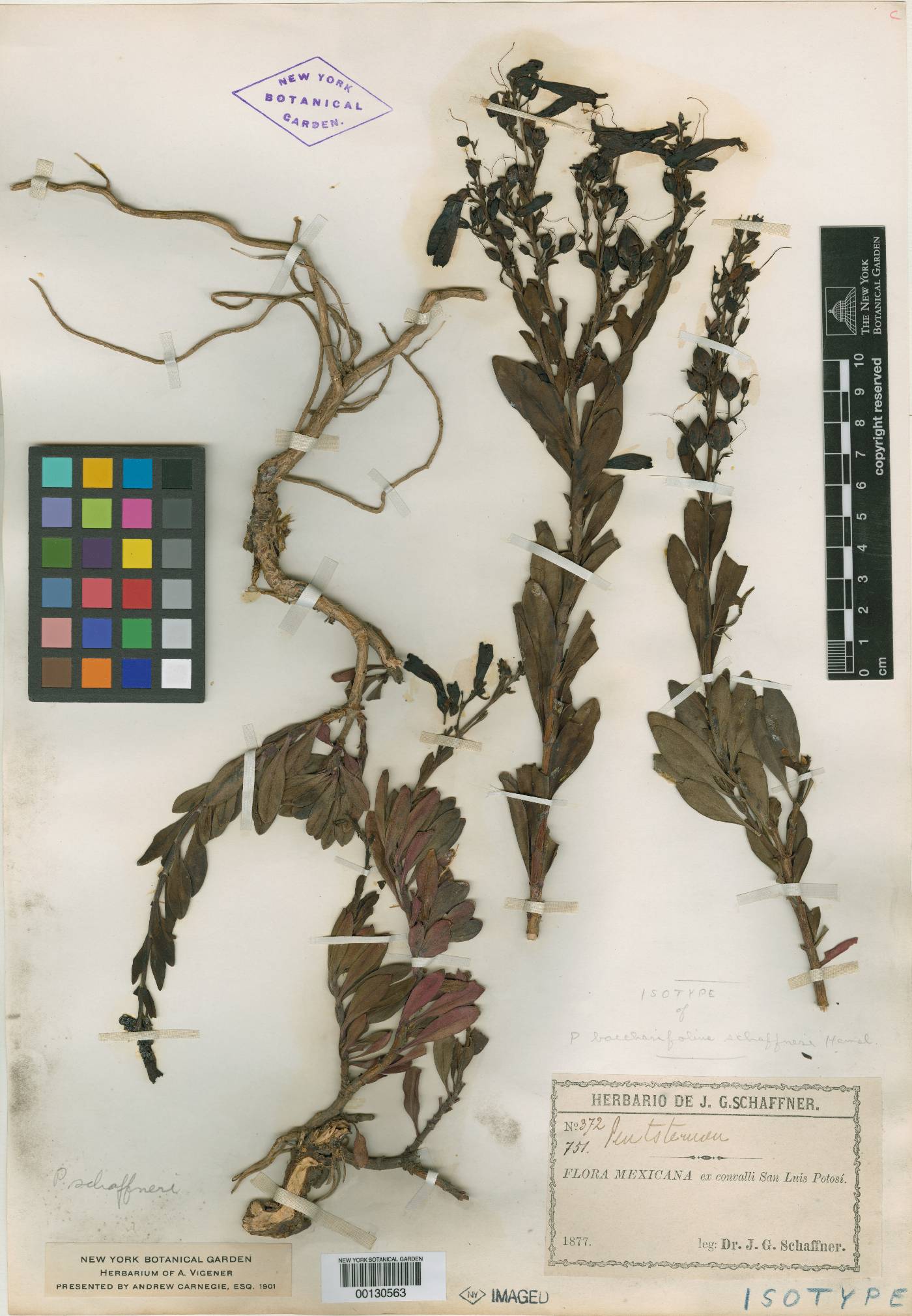 Penstemon schaffneri image