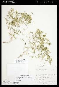 Mentzelia librina image