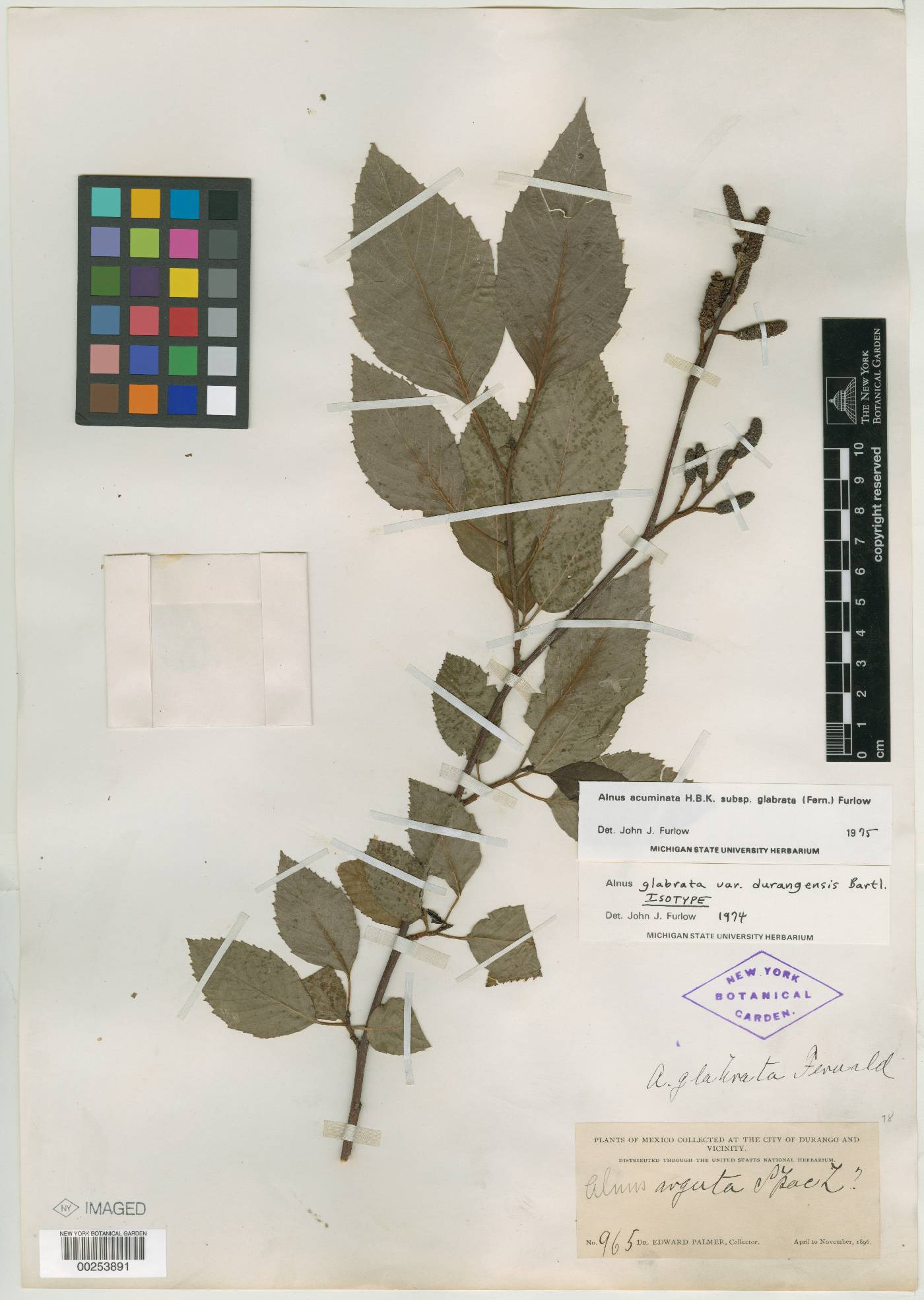 Alnus acuminata subsp. glabrata image