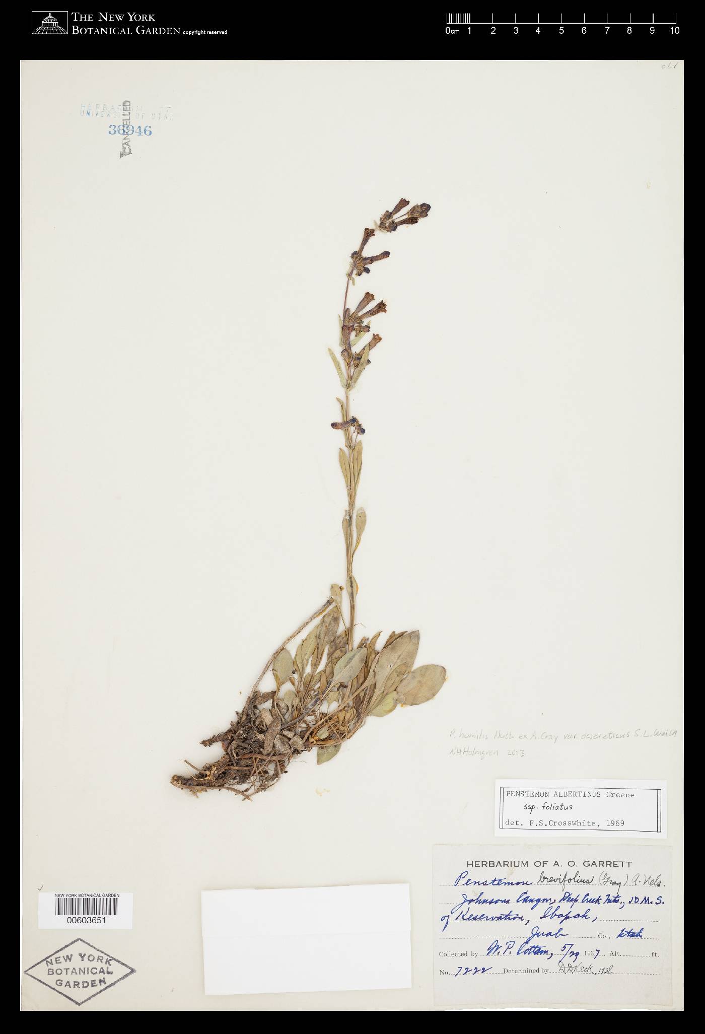Penstemon decurvus image