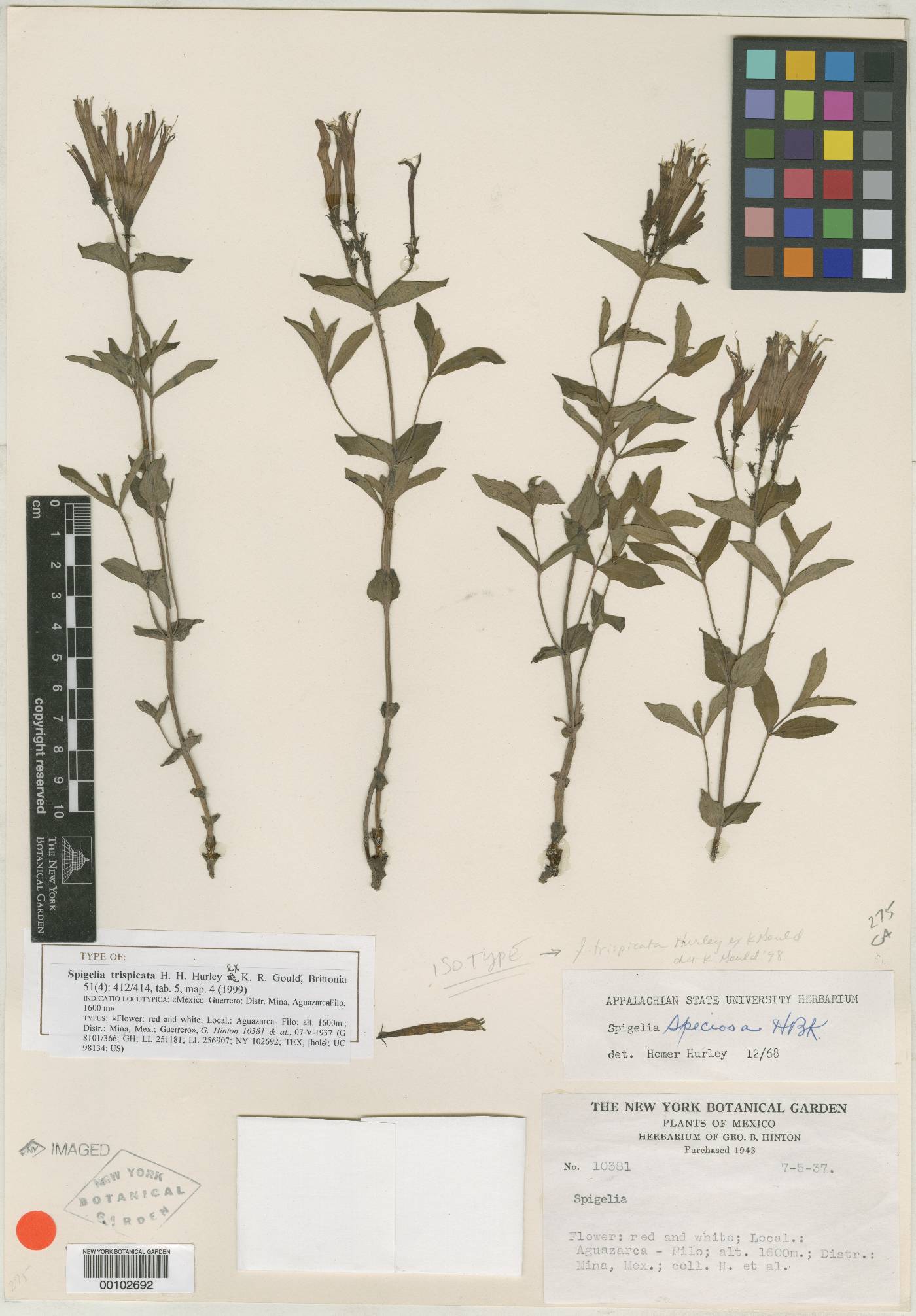 Spigelia trispicata image