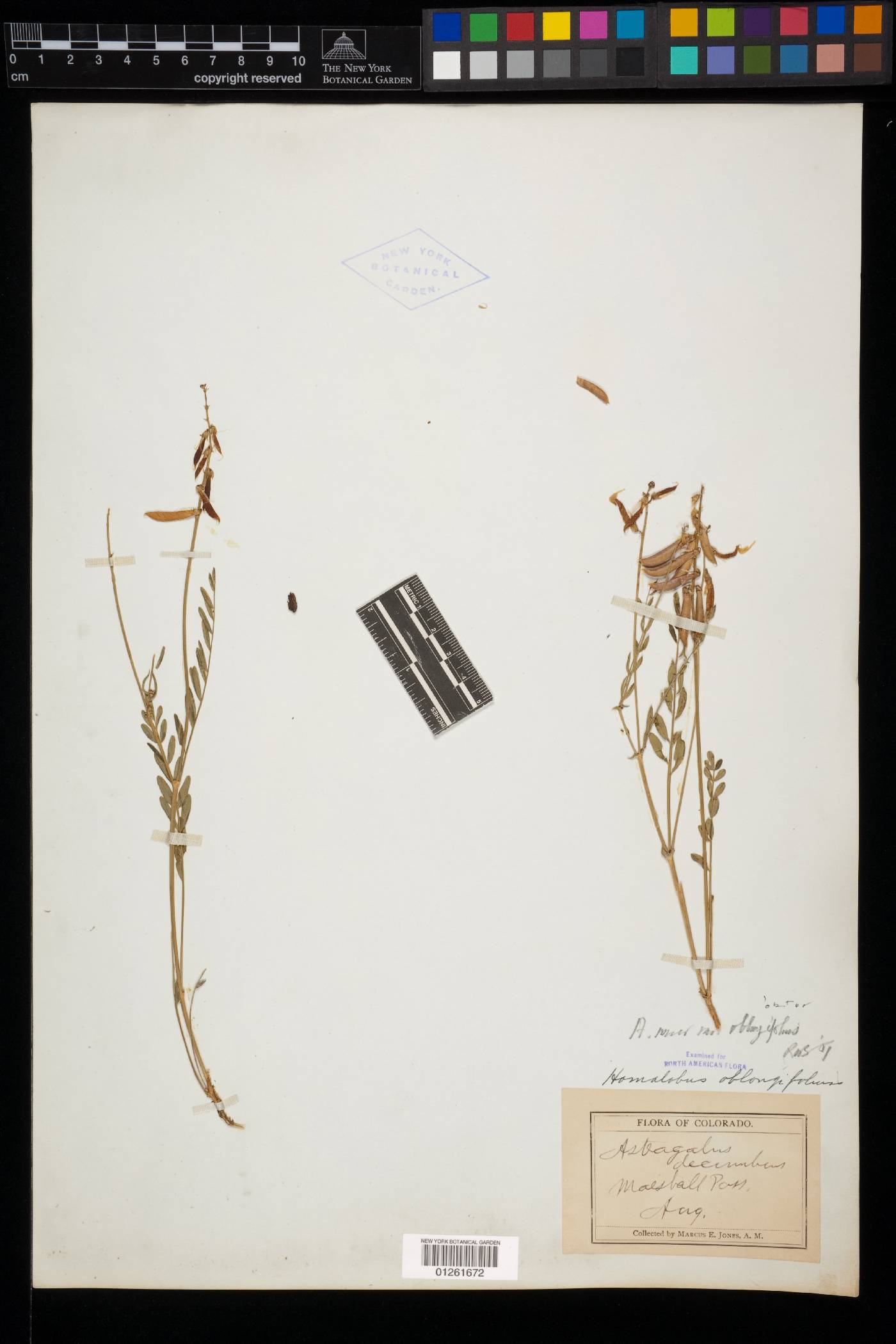 Astragalus miser var. oblongifolius image