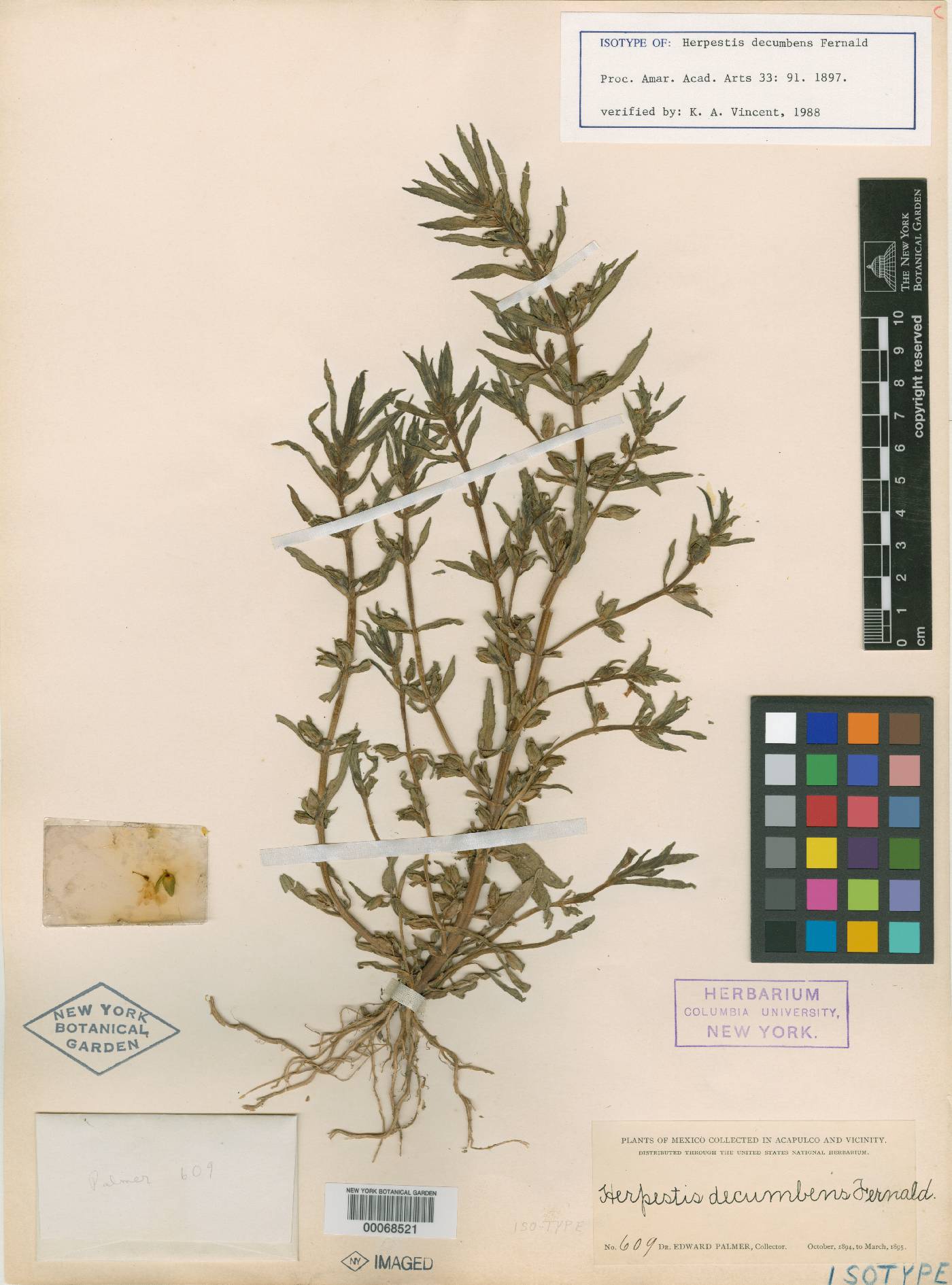 Bacopa decumbens image