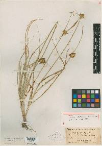 Carex unilateralis image