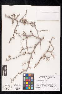 Bursera filicifolia image