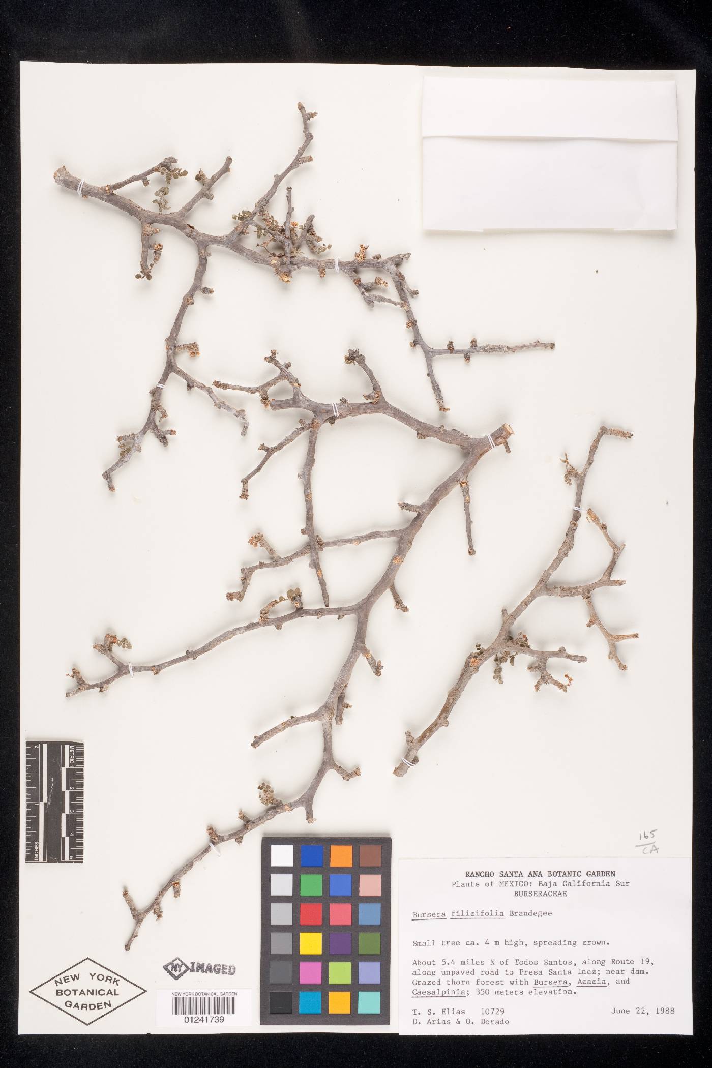 Bursera filicifolia image