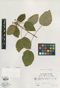 Clidemia ruddae image