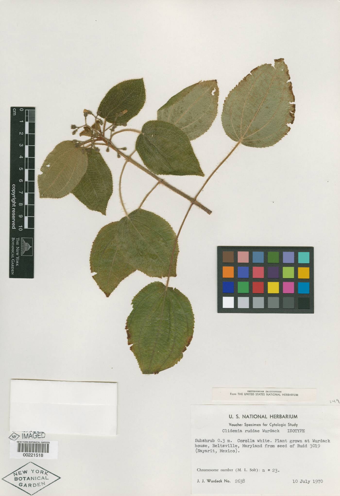 Miconia ruddae image