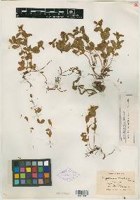 Hypericum scouleri image