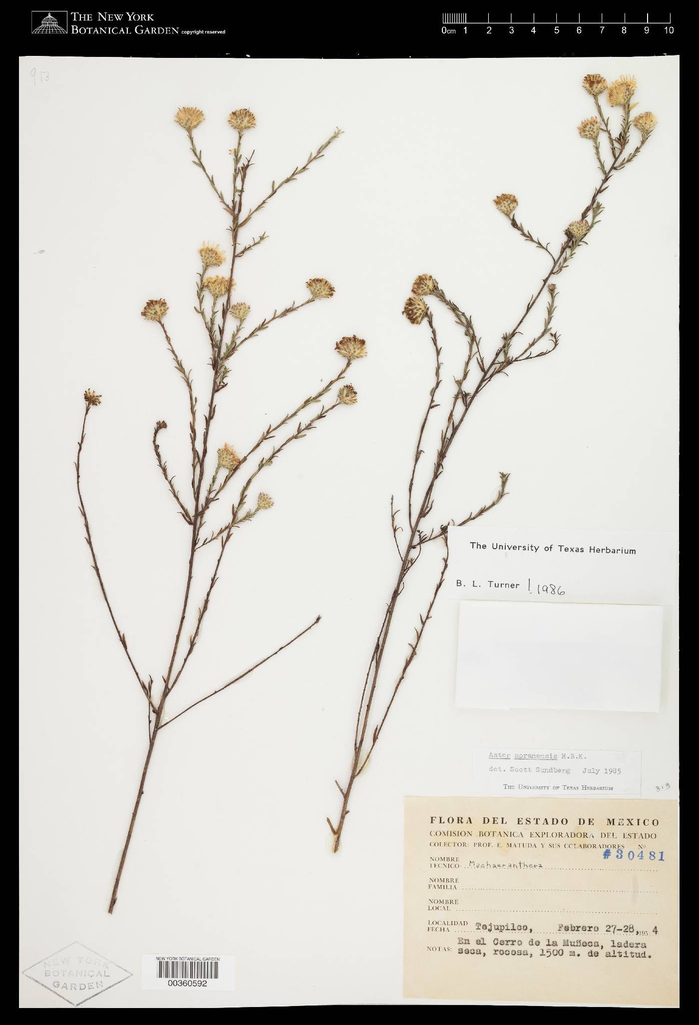 Aster moranensis image