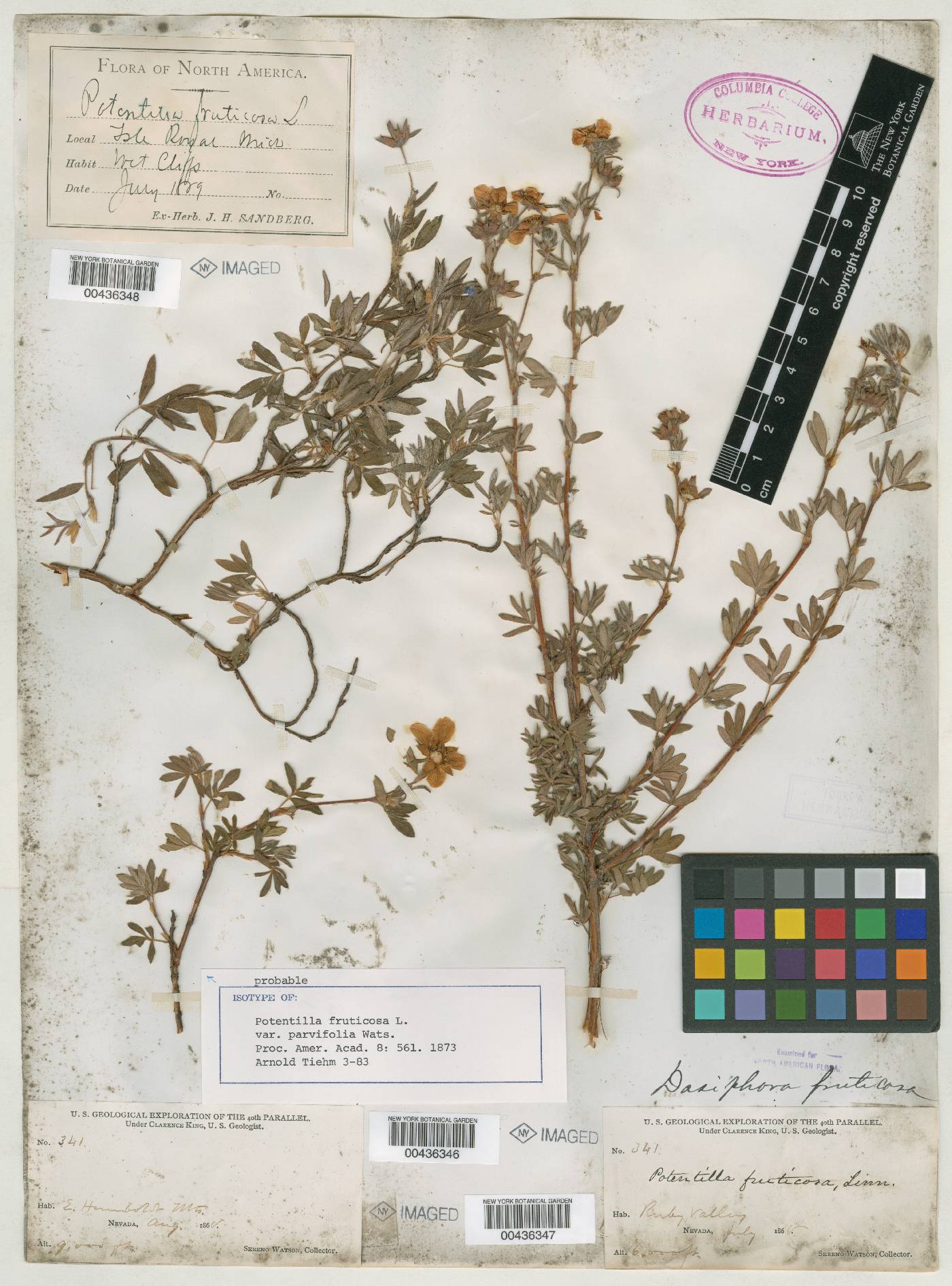 Dasiphora fruticosa var. fruticosa image