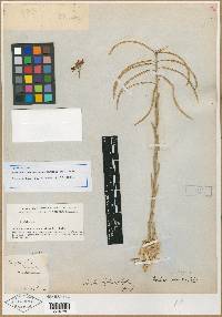 Streptanthus arcuatus image