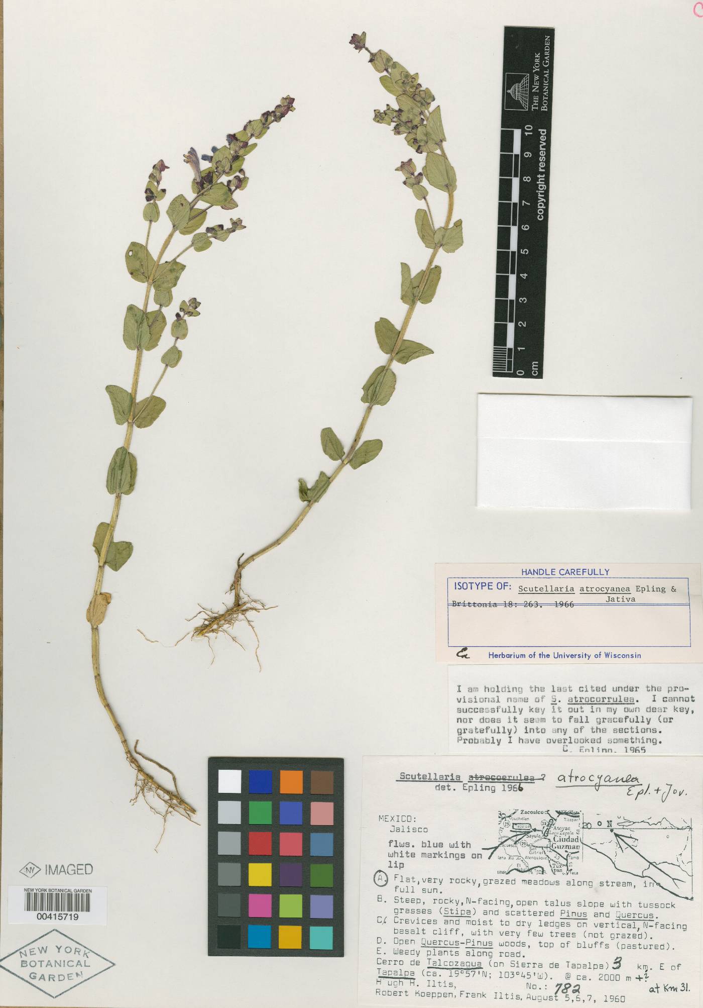 Scutellaria atrocyanea image