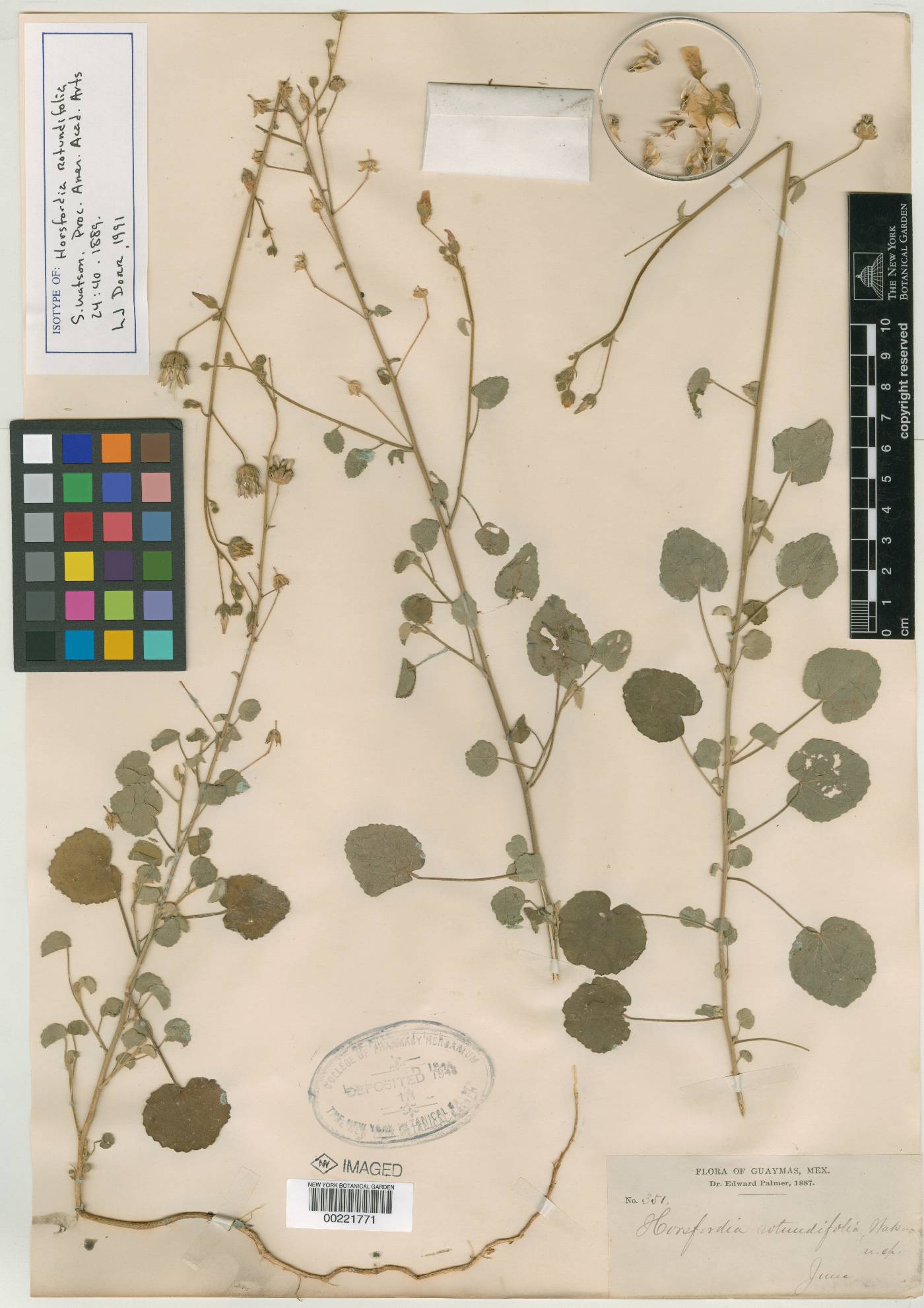 Horsfordia rotundifolia image