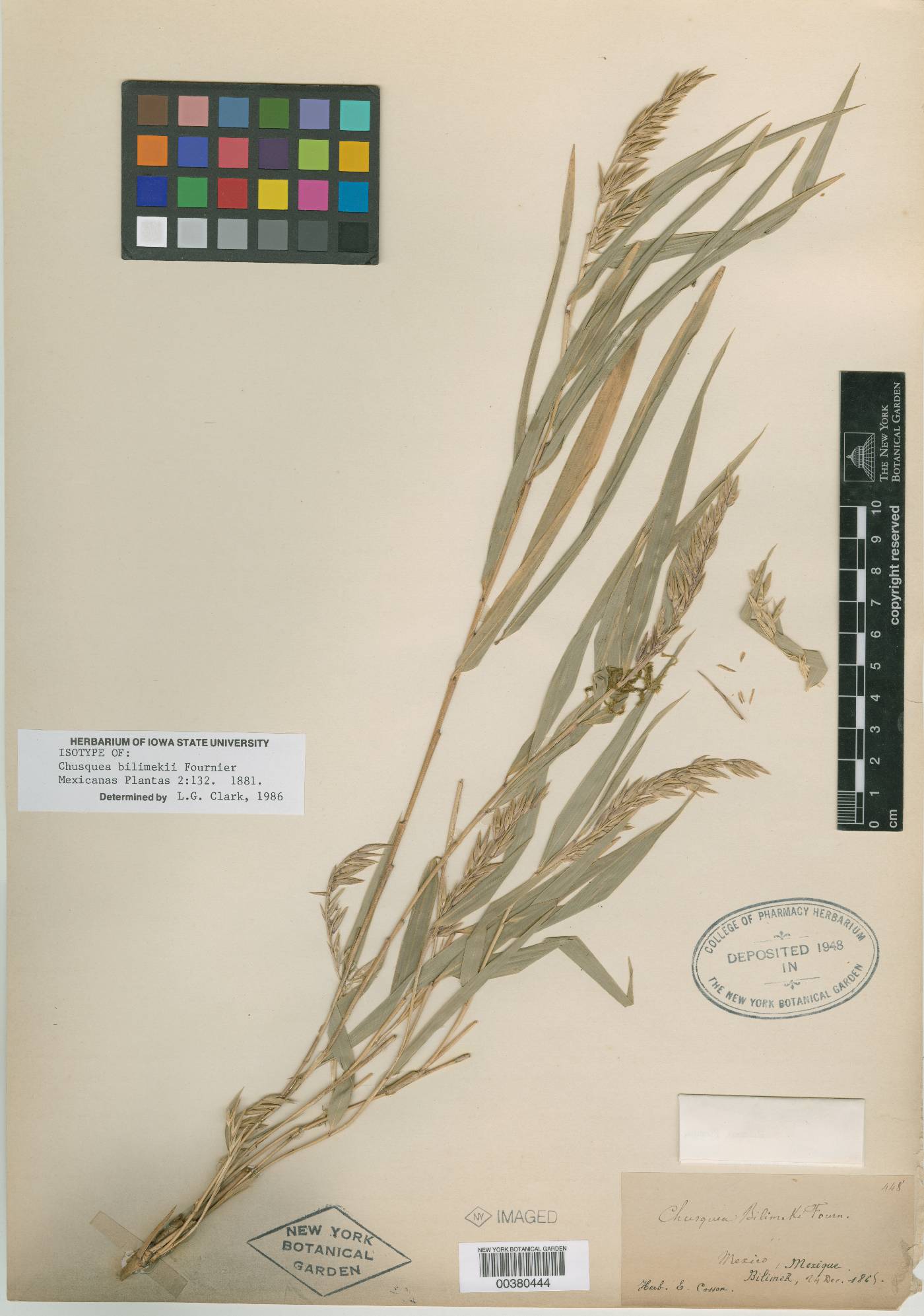 Chusquea bilimekii image