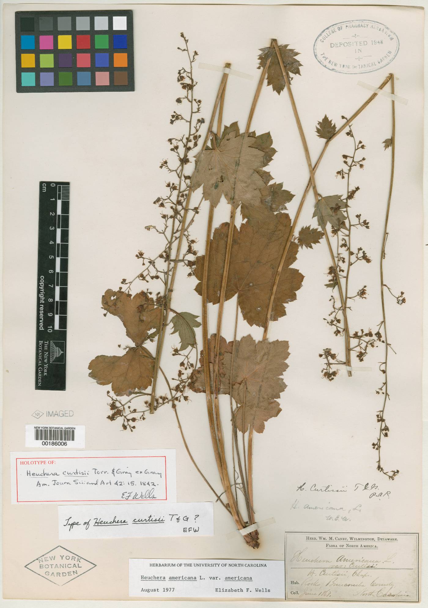 Heuchera curtisii image