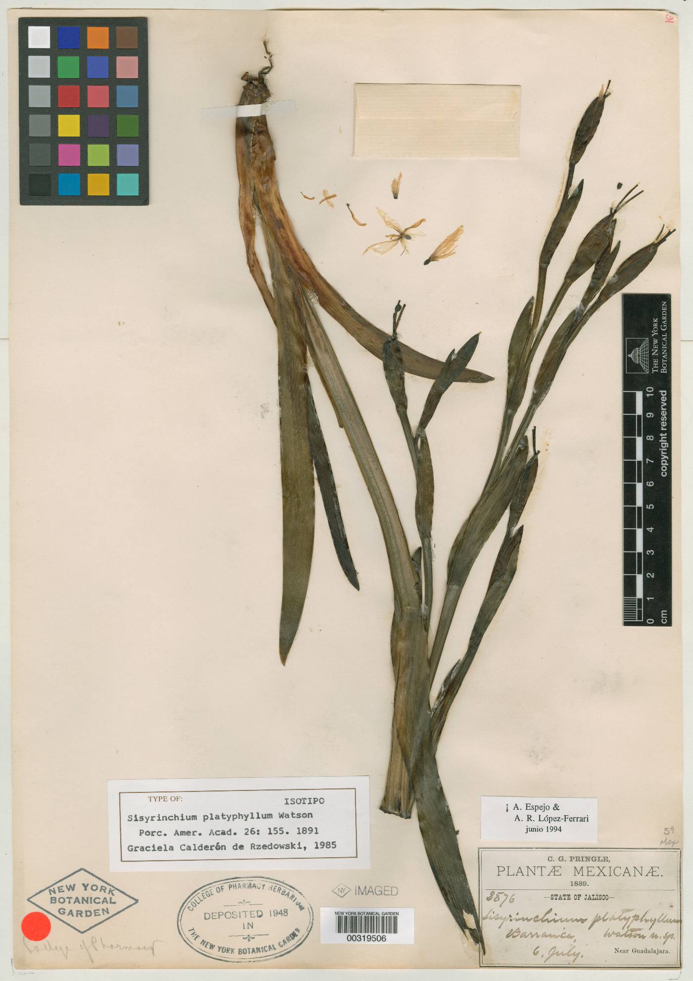 Sisyrinchium platyphyllum image